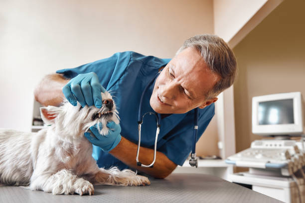 Trusted LA Emergency Dentist Experts